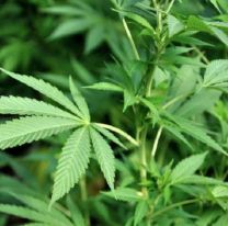 Policias juje&ntilde;os buscaban un muerto y encontraron una plantaci&oacute;n de faso