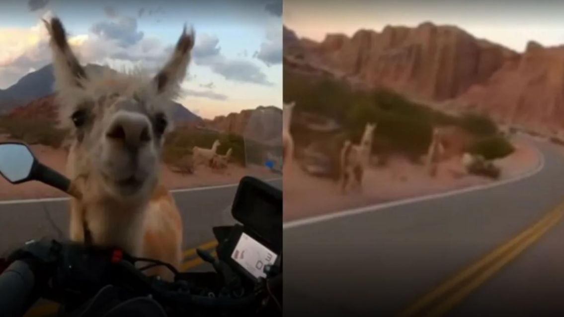 Ins�lito: llamas hicieron un "piquete" y cortaron la ruta [VIDEO]