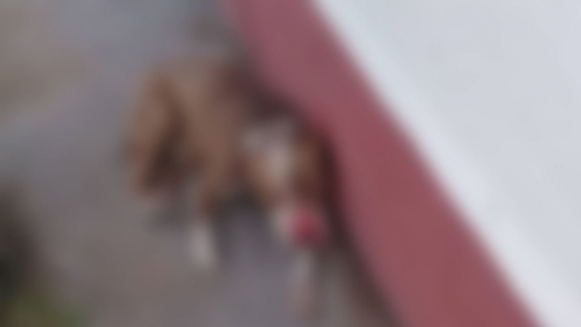 Palpalá: condenaron a dos años de prisión a un hombre por matar a cinco perritos