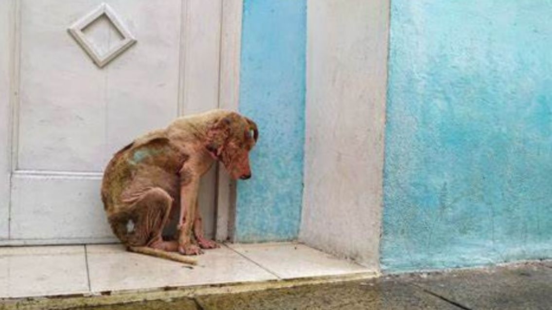 Condenaron a un juje�o por crueldad animal: Lo que hizo fue horrible