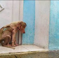 Condenaron a un jujeño por crueldad animal: Lo que hizo fue horrible