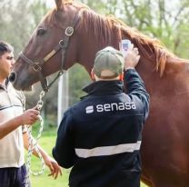 La rara enfermedad del caballo por la que aislaron a 20 salteños: qué es y síntomas