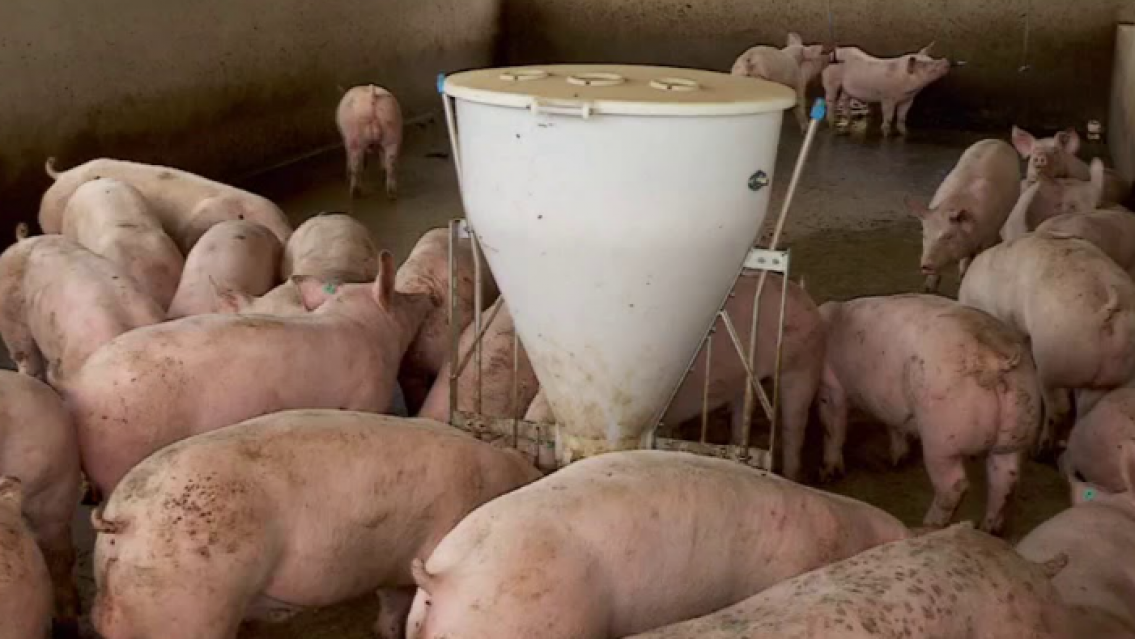 Pelaba chanchos para Navidad y murió de la forma más dolorosa