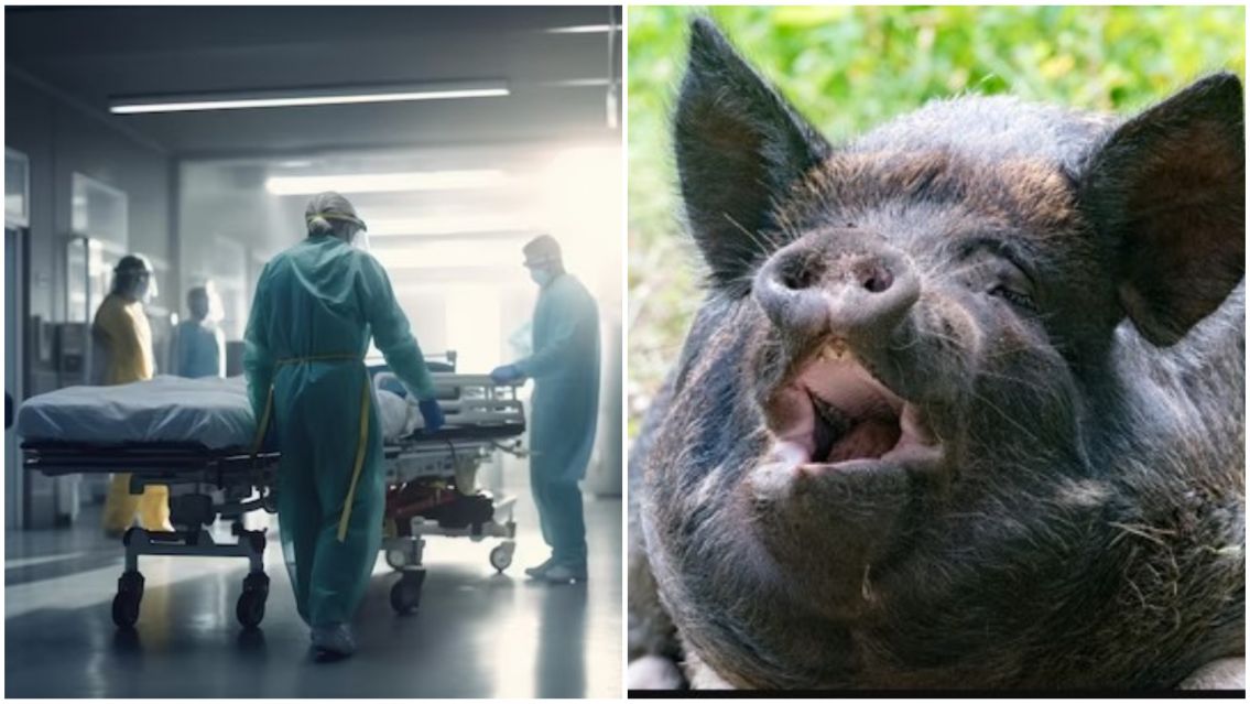 Preparaba el chancho para Navidad y ahora lo est�n velando: Qu� le pas�