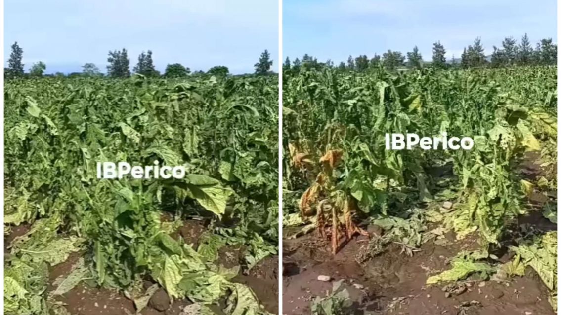 Preocupaci�n por como quedaron varios campos de tabaco en Jujuy: Totalmente destruidos