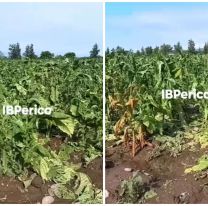 Preocupación por como quedaron varios campos de tabaco en Jujuy: Totalmente destruidos