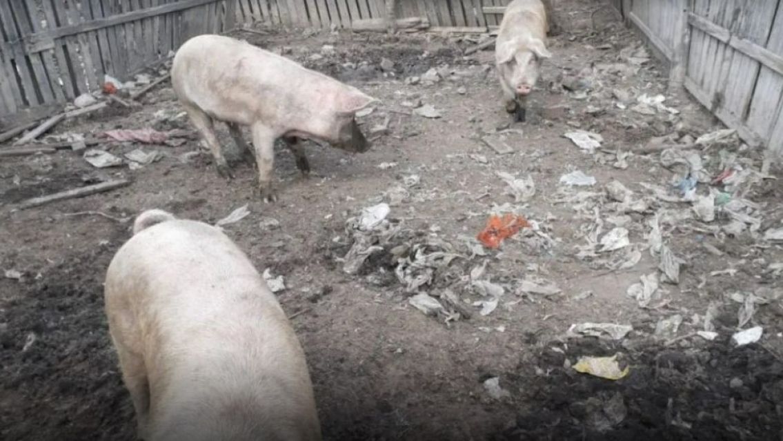 Tenía un criadero de chanchos en el fondo de su casa y se los van a quitar