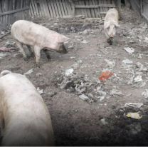 Tenía un criadero de chanchos en el fondo de su casa y se los van a quitar