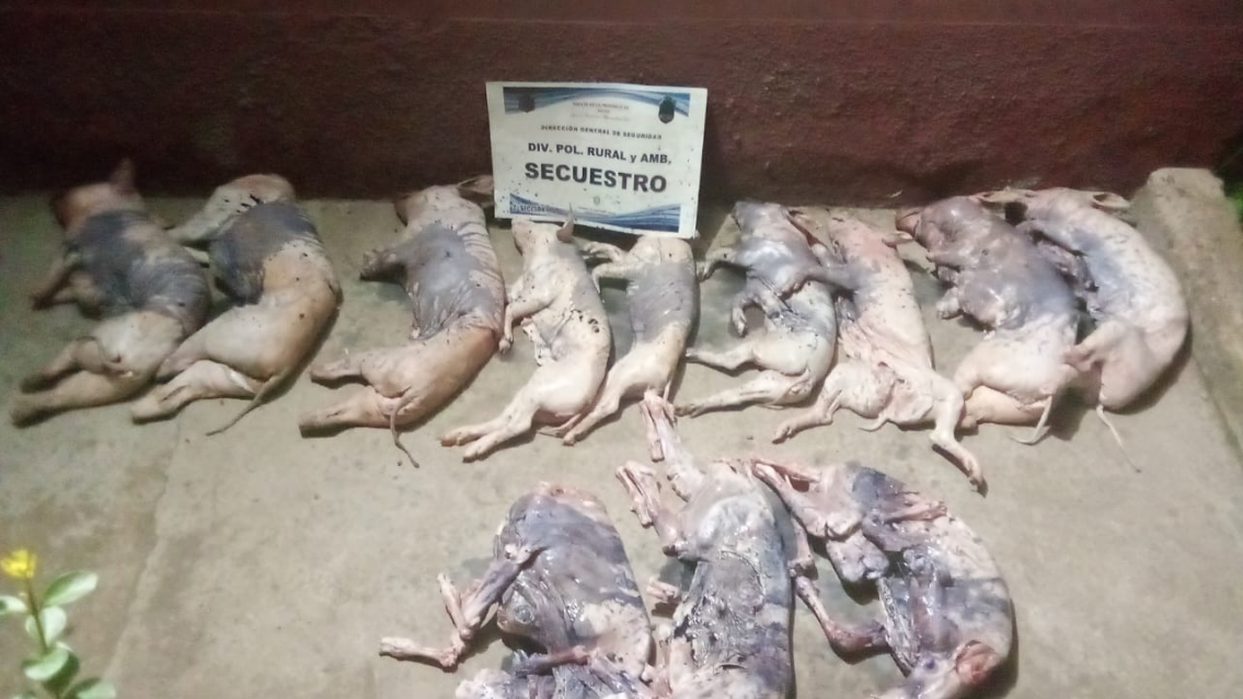 Lechones y cabritos podridos: atraparon a salte�o en ruta 9 con carne en mal estado para vender