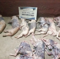 Lechones y cabritos podridos: atraparon a salteño en ruta 9 con carne en mal estado para vender