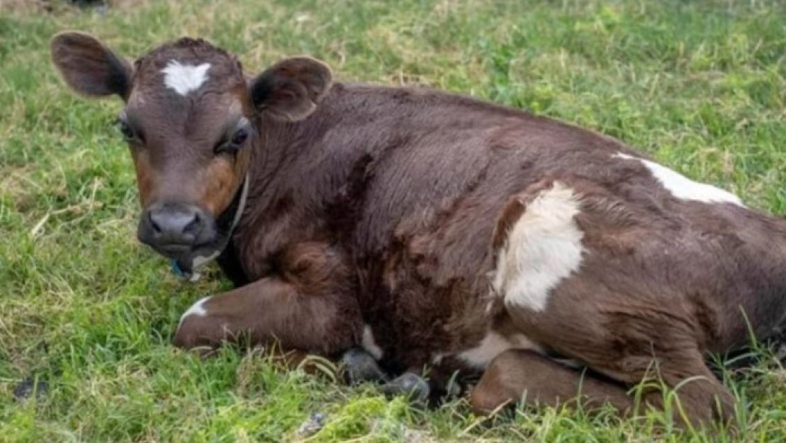 Rifaban un ternerito para Navidad pero lo compr� una vegana: "Gast� mis ahorros"