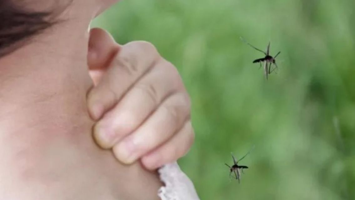 "Mosquitos de inundación": síntomas y claves contra el transmisor de la encefalitis equina