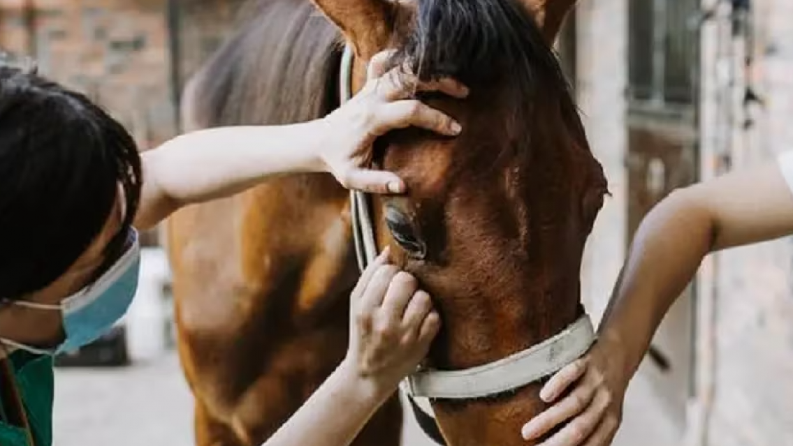 Alerta en el país: confirmaron el primer muerto por encefalitis equina