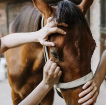 Alerta en el país: confirmaron el primer muerto por encefalitis equina 