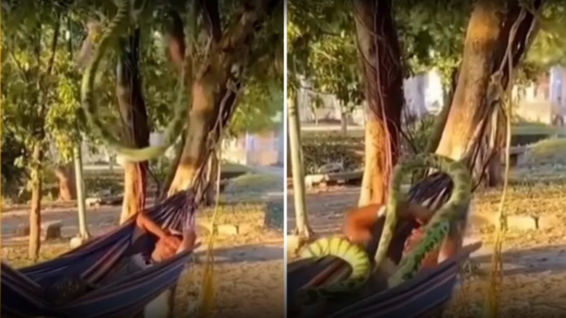 Se durmi� en la hamaca y cuando despert� ten�a una serpiente gigante encima [VIDEO]