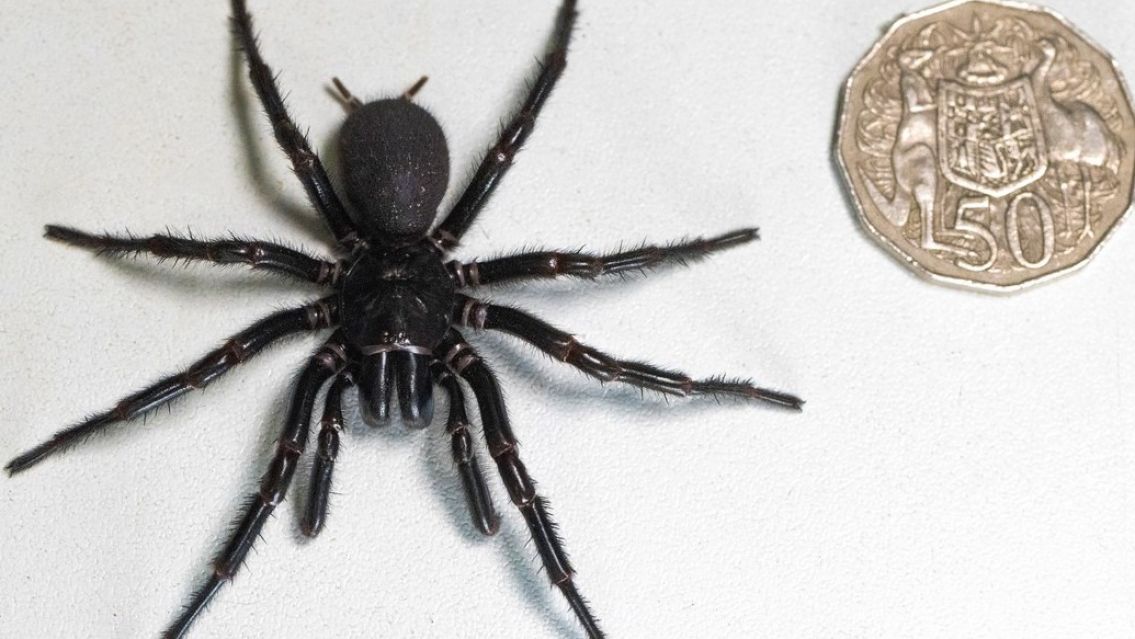 No es tu suegra: Encontraron a la araña más grande y venenosa del mundo