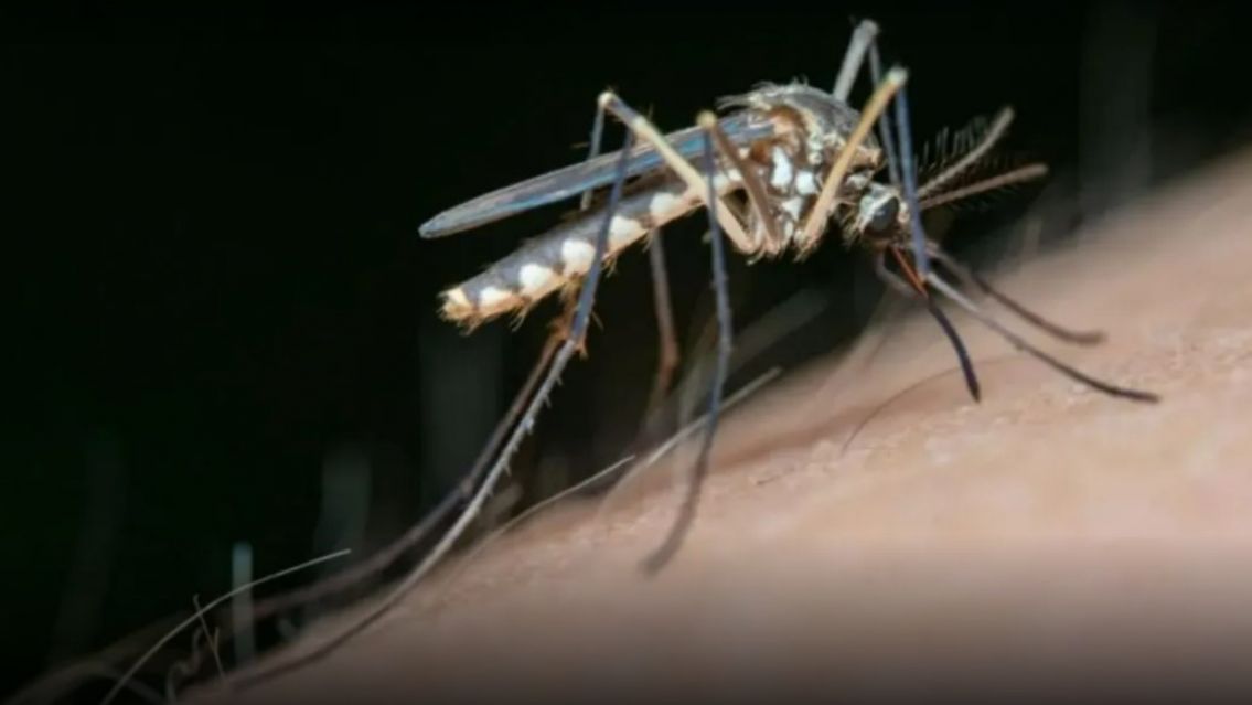 Advierten un preocupante aumento de casos de dengue en Argentina en 2024