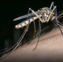 Advierten un preocupante aumento de casos de dengue en Argentina en 2024