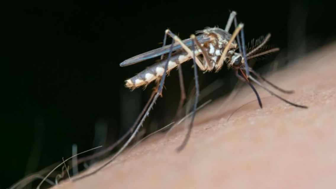 Advierten un preocupante aumento de casos de dengue en Argentina en 2024