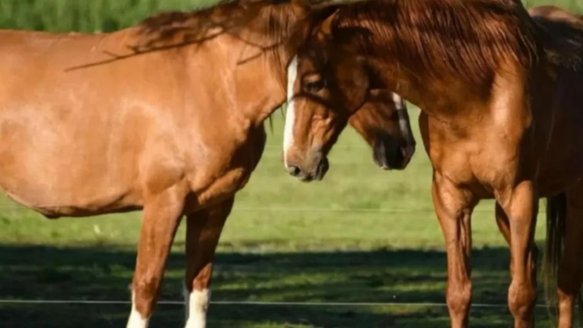 Segunda muerte humana en Argentina por encefalitis equina