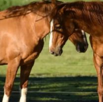 Segunda muerte humana en Argentina por encefalitis equina