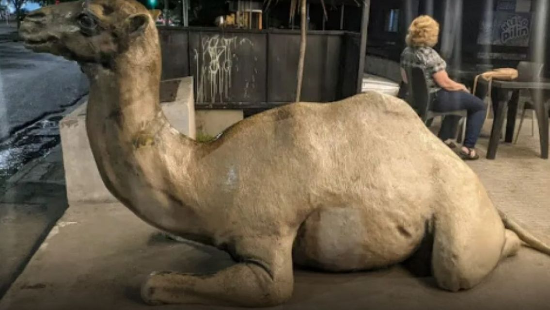 [HAY VIDEO] As� fue el robo de Luc�a de Gran Hermano de la estatua del camello en un restaurante salte�o