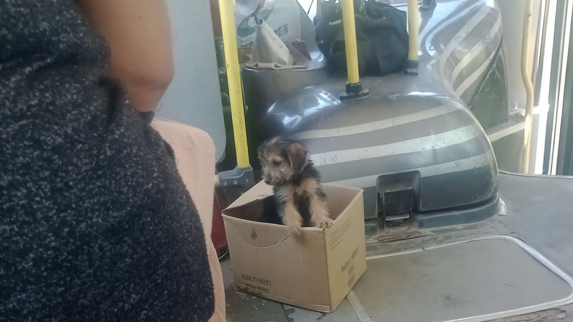 Jujeños sin corazón abandonaron un cachorro en un colectivo: Buscan hogar