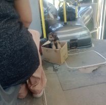 Jujeños sin corazón abandonaron un cachorro en un colectivo: Buscan hogar