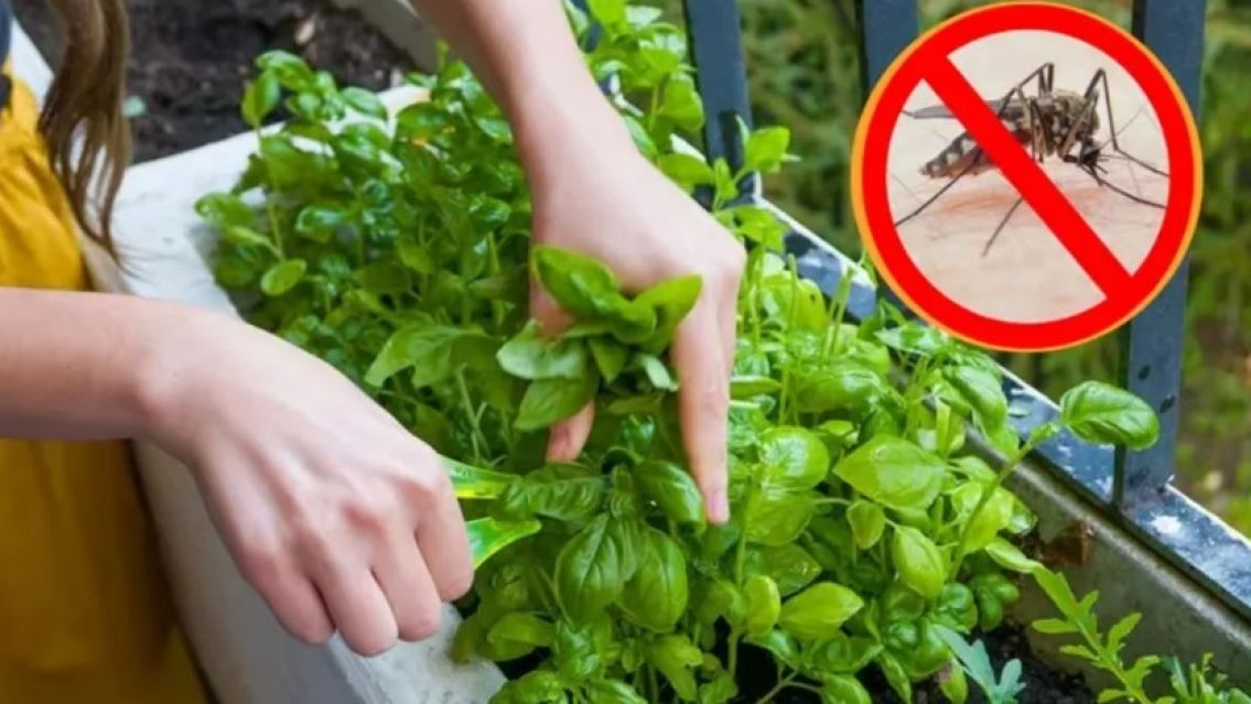 Estas son las plantas que mantendr�n tu casa a salvo de los mosquitos