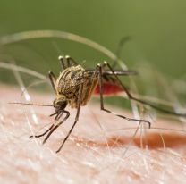 Alerta en todo el pa&iacute;s: lleg&oacute; la malaria a Argentina y ya hay un muerto
