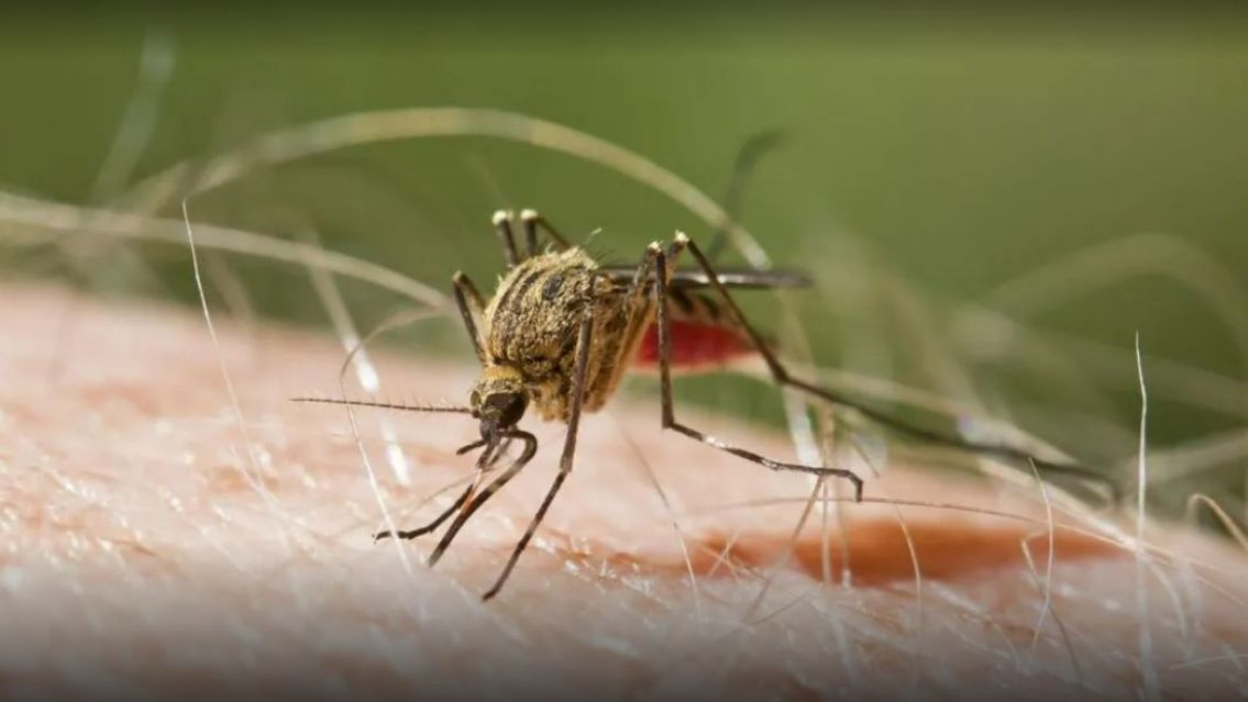 Alerta en todo el pa�s: lleg� la malaria a Argentina y ya hay un muerto