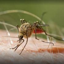 Alerta en todo el pa&iacute;s: lleg&oacute; la malaria a Argentina y ya hay un muerto