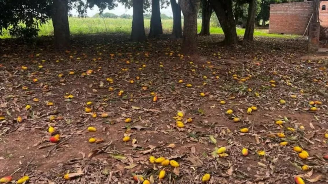 Se perdieron 200 toneladas de mango por falta de mano de obra