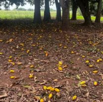 Se perdieron 200 toneladas de mango por falta de mano de obra