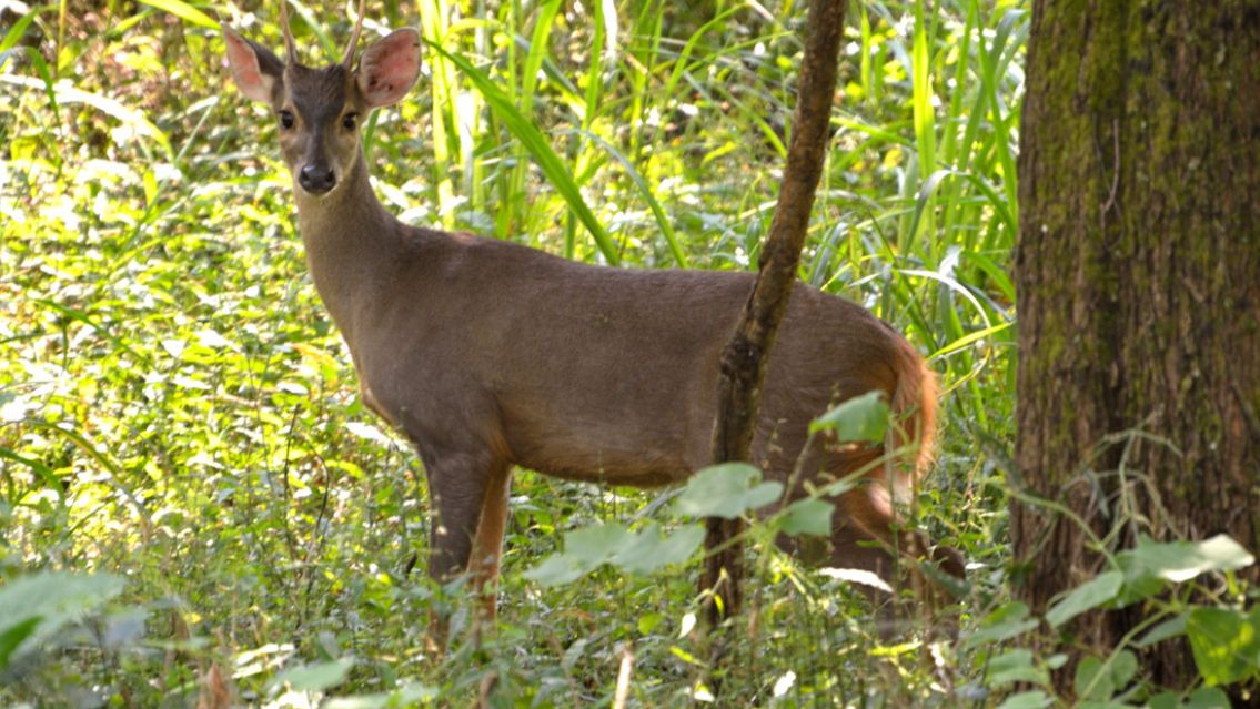Mató a una corzuela en Jujuy y subió fotos a las redes: el castigo que recibió