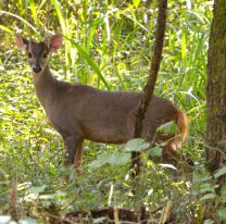 Mat&oacute; a una corzuela en Jujuy y subi&oacute; fotos a las redes: el castigo que recibi&oacute;
