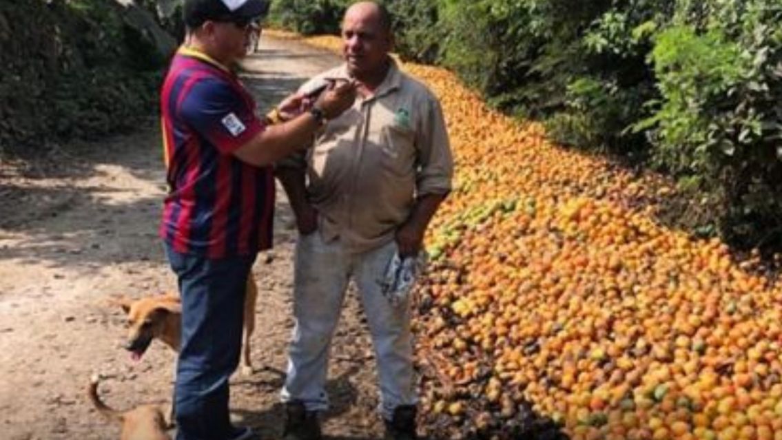 Regala mangos si alguien lo ayuda a cosecharlos: "No hay quien los levante"