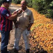 Regala mangos si alguien lo ayuda a cosecharlos: "No hay quien los levante"