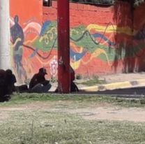 Alto Comedero: Agarraron a la señora que repartía drogas en la plaza