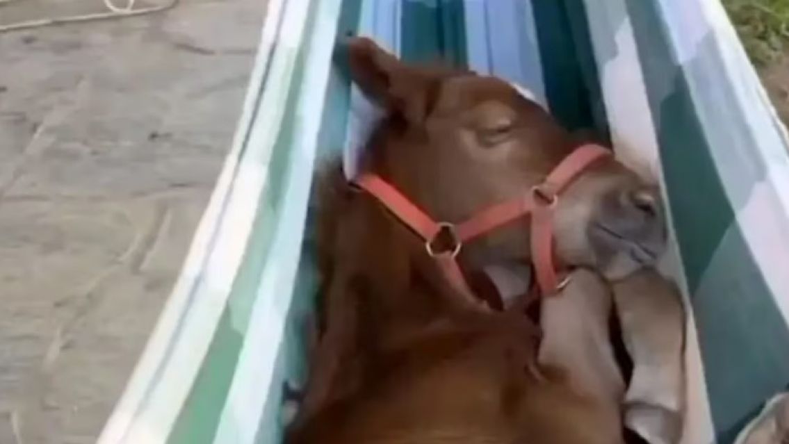 Ternura viral: un burro se relaj� en una hamaca y conquist� las redes sociales