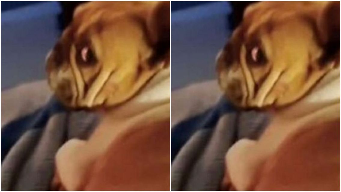 Entr� a robar, vio un perro y le hizo lo peor