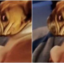 Entr&oacute; a robar, vio un perro y le hizo lo peor