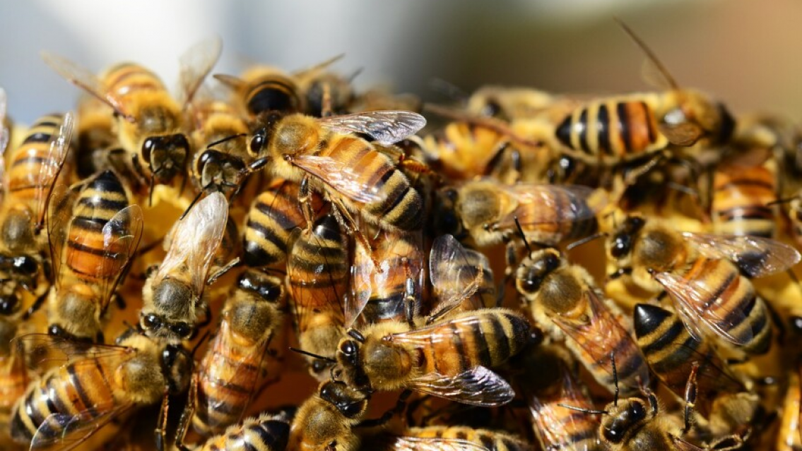 Una de las peores muertes: abuelito fue atacado por abejas y falleci�
