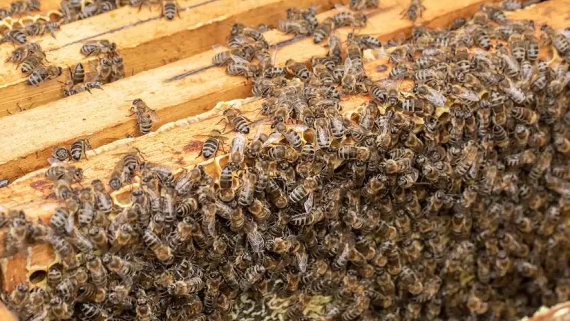 Fumigaban contra el dengue y no vieron el panal. Las abejas se dispersaron y mataron a un abuelito