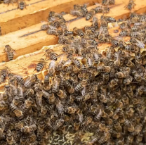 Fumigaban contra el dengue y no vieron el panal. Las abejas se dispersaron y mataron a un abuelito