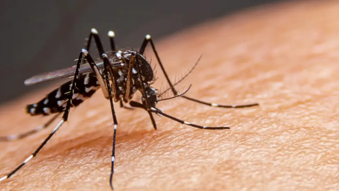 Dengue en Jujuy: Más casos autóctonos