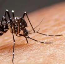 Dengue en Jujuy: Más casos autóctonos