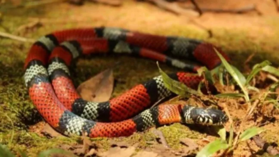Bebita de 1 a�o fue mordida por una serpiente. Su familia sufre porque est� internada