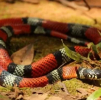 Bebita de 1 a&ntilde;o fue mordida por una serpiente. Su familia sufre porque est&aacute; internada