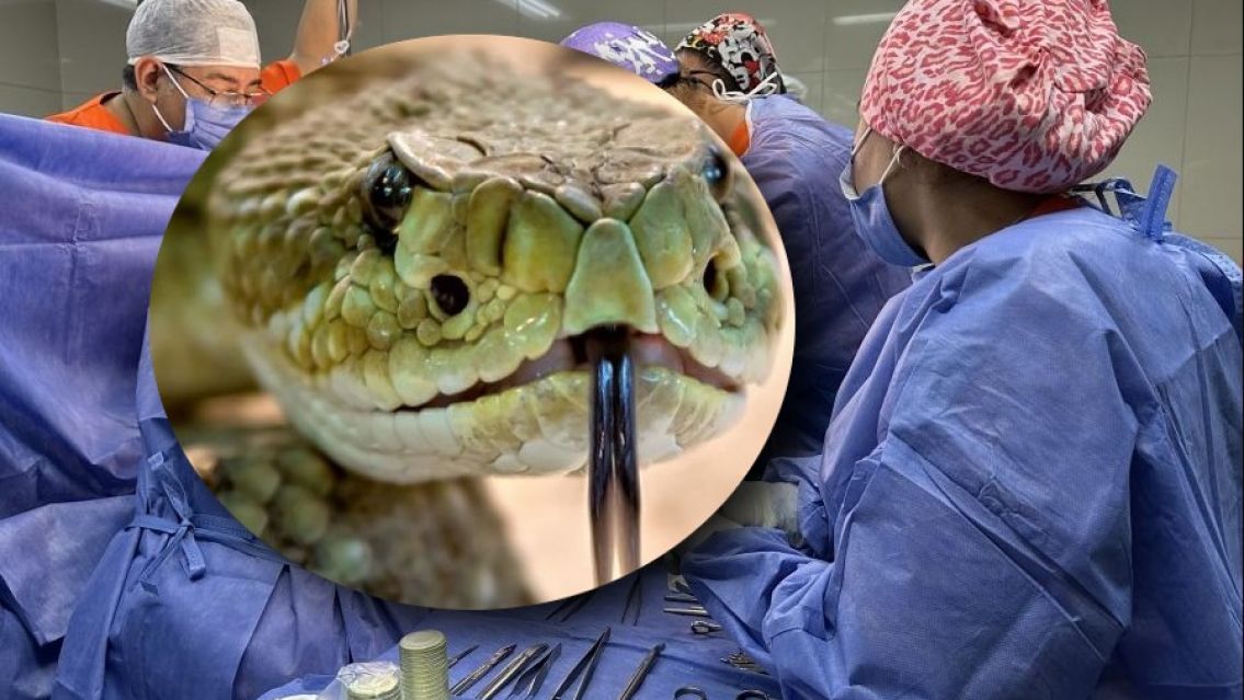 Bebita fue mordida por una serpiente y está grave: tiene 1 añito